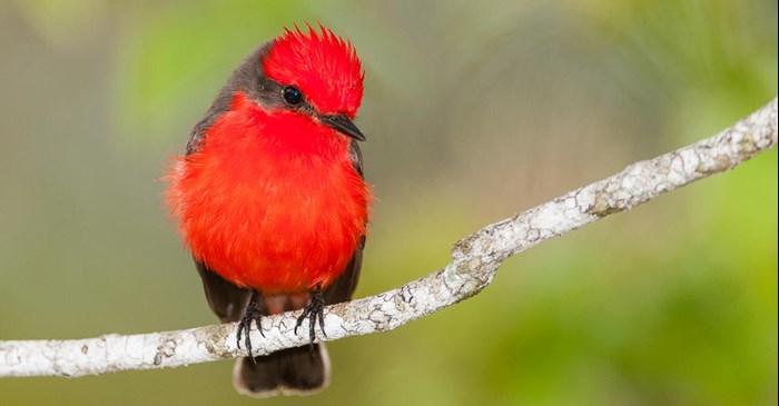 Top 5 Once In A Lifetime Songbirds